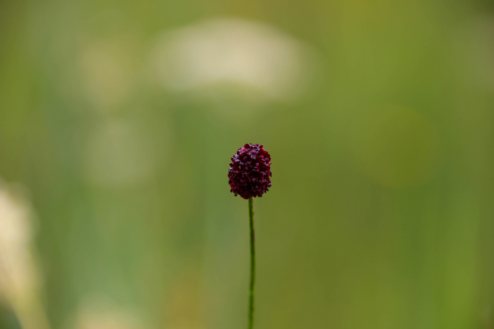 Großer Wiesenknopf