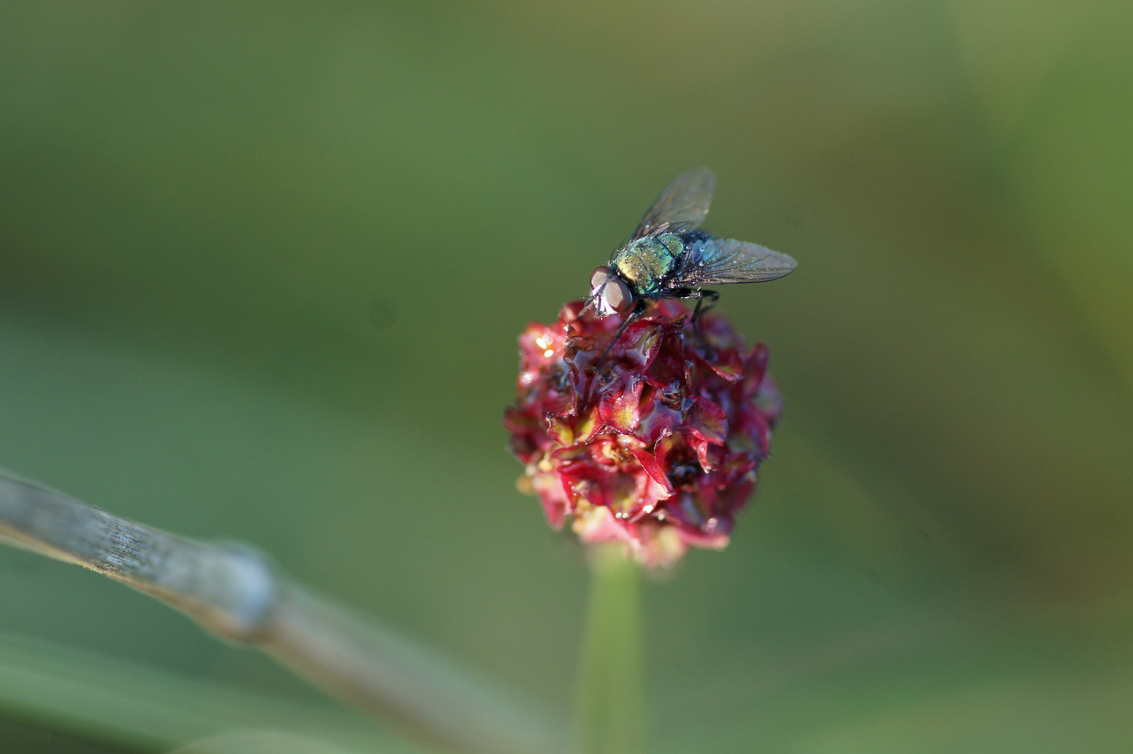 Großer Wiesenknopf mit Goldfliege 