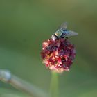 Großer Wiesenknopf mit Goldfliege 