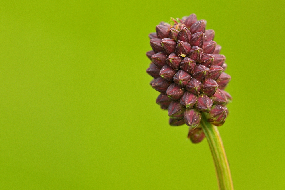 Großer Wiesenknopf – mit kleinem Insekt