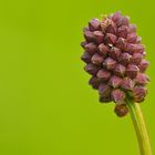 Großer Wiesenknopf – mit kleinem Insekt