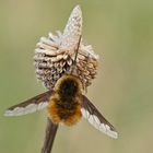 Großer Woll-oder Hummelschweber (Bombylius major)