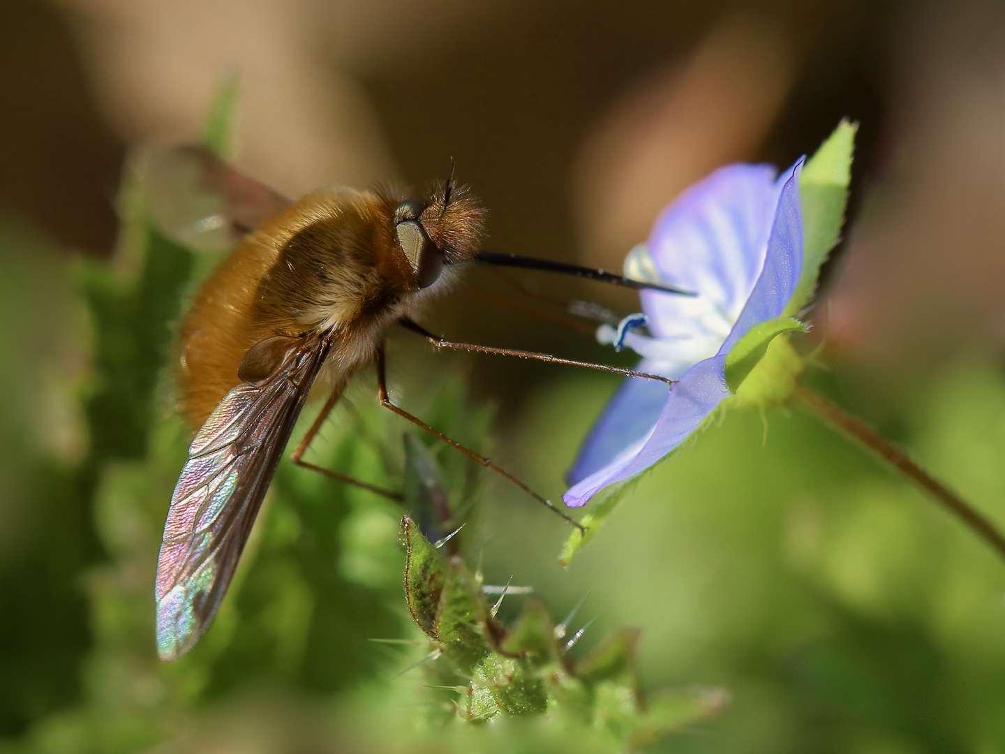 Großer Wolli am Mini-Blümchen