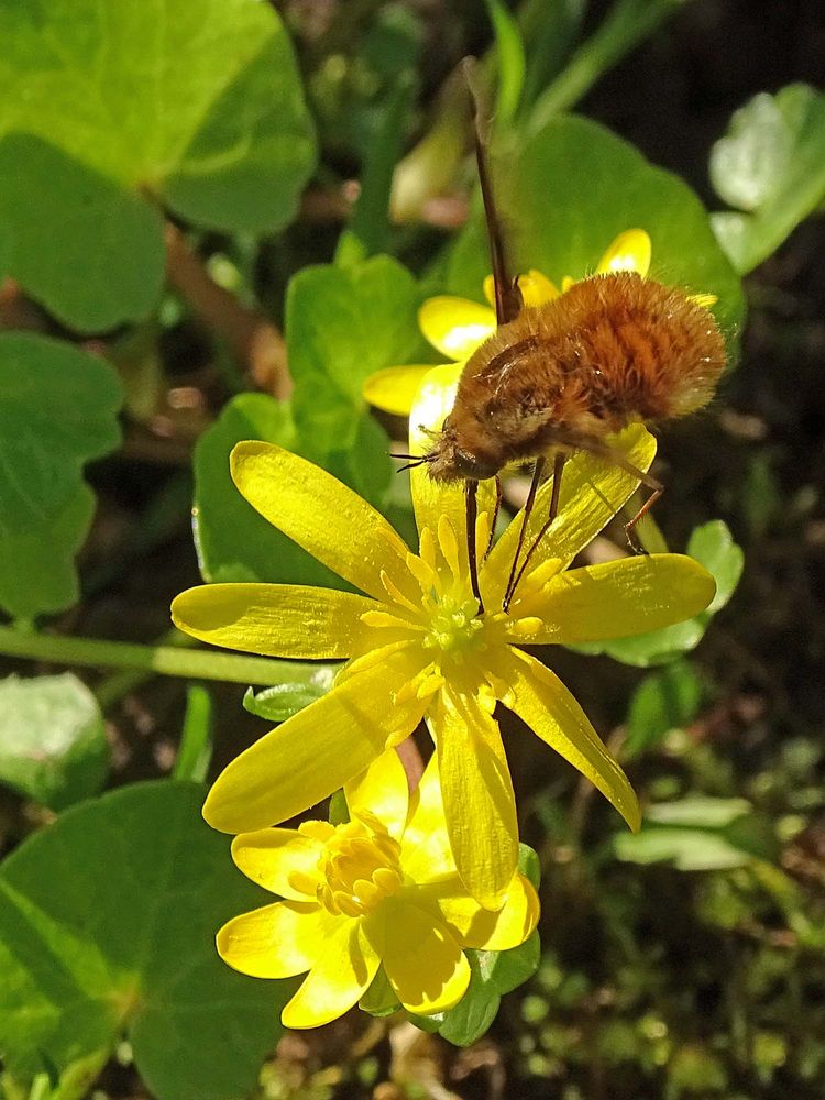 Großer Wollschweber