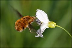 Großer Wollschweber an Wiesenschaumkraut