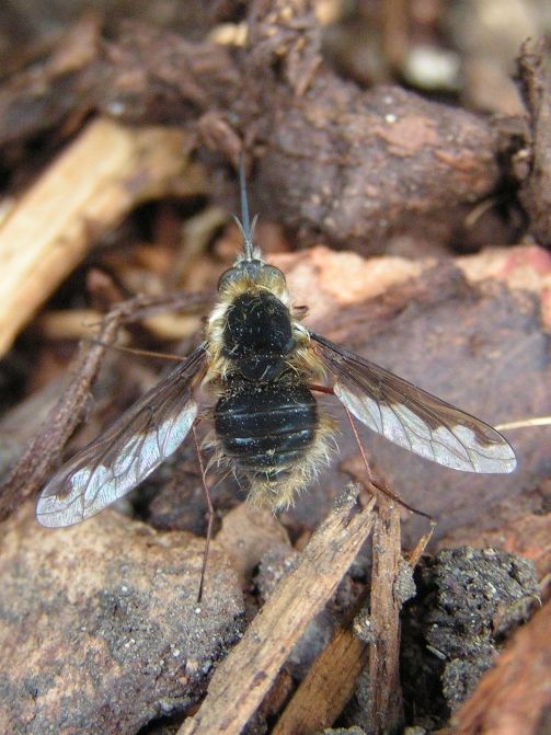 Großer Wollschweber auf Mulch