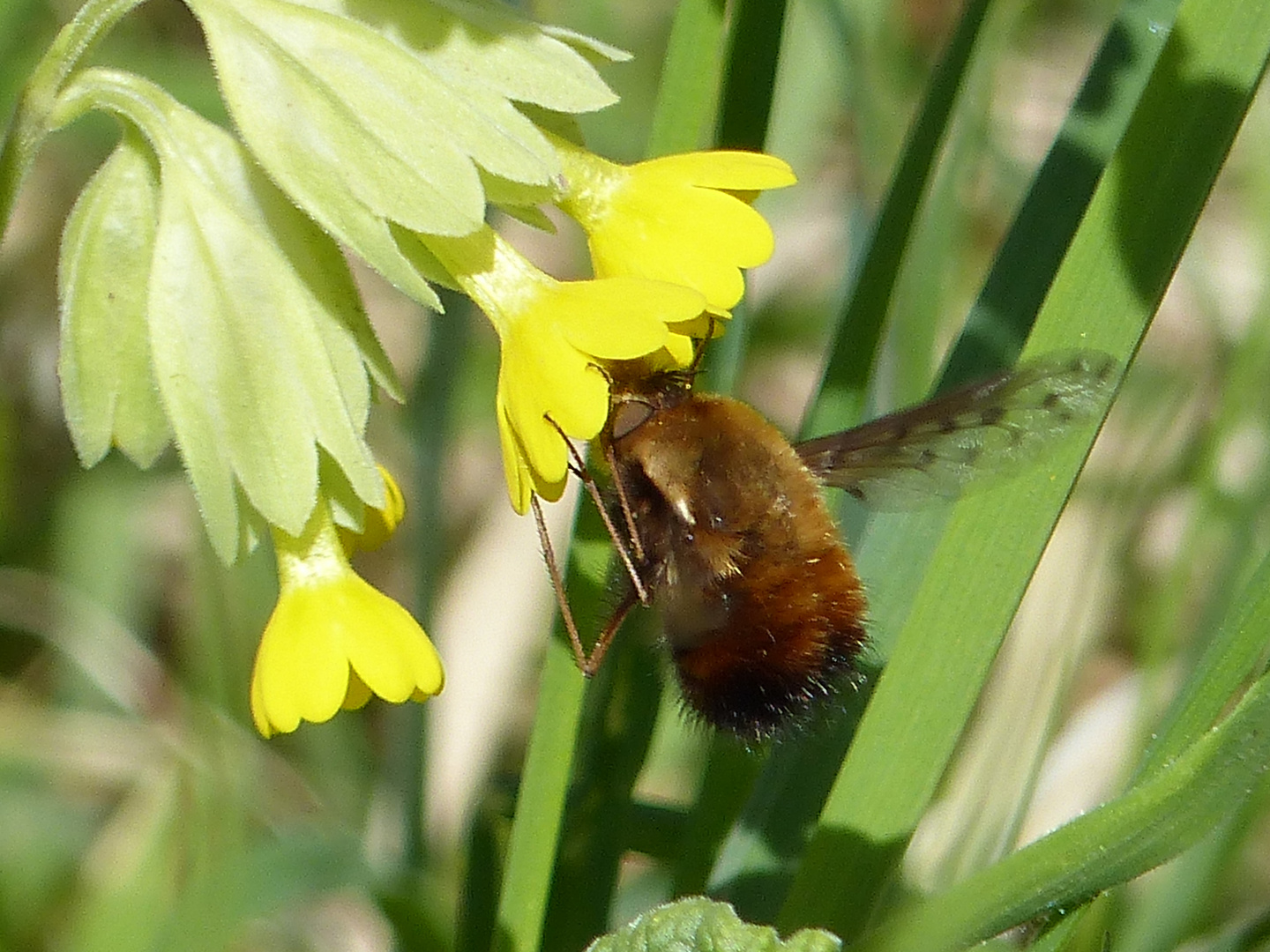 Großer Wollschweber bei der Nektarsuche in der Schlüsselblume