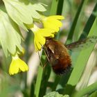 Großer Wollschweber bei der Nektarsuche in der Schlüsselblume