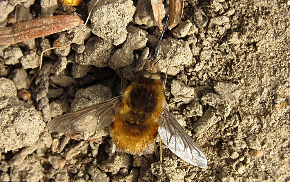 --- Großer Wollschweber (Bombylius major) --- 