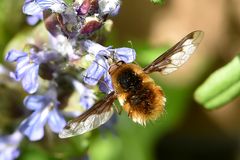 Großer Wollschweber (Bombylius major) 