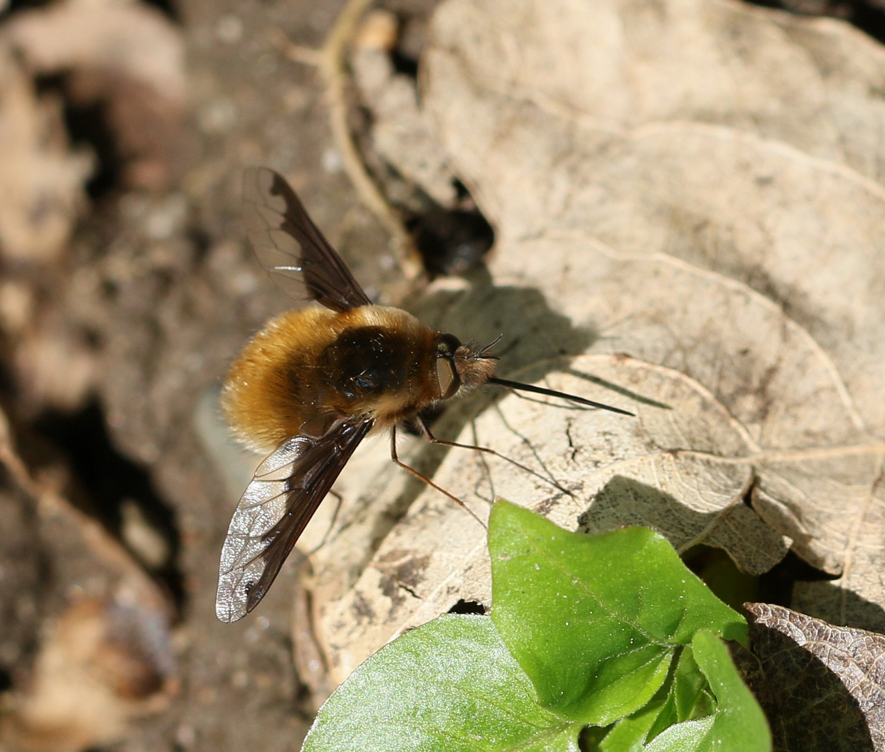 Großer Wollschweber - Bombylius major