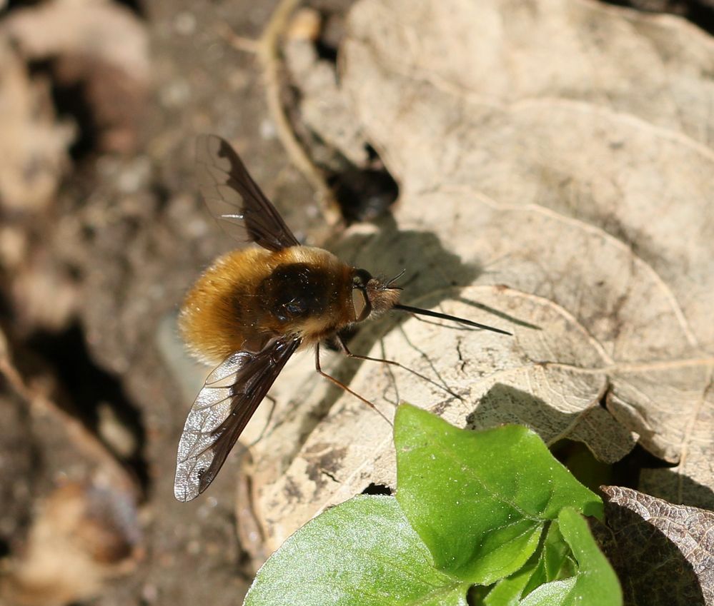 Großer Wollschweber - Bombylius major