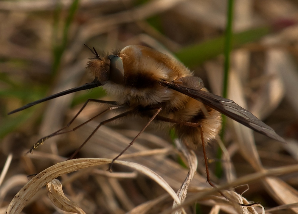 Großer Wollschweber (Bombylius major) (2)