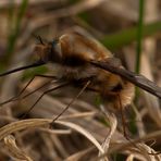 Großer Wollschweber (Bombylius major) (2)