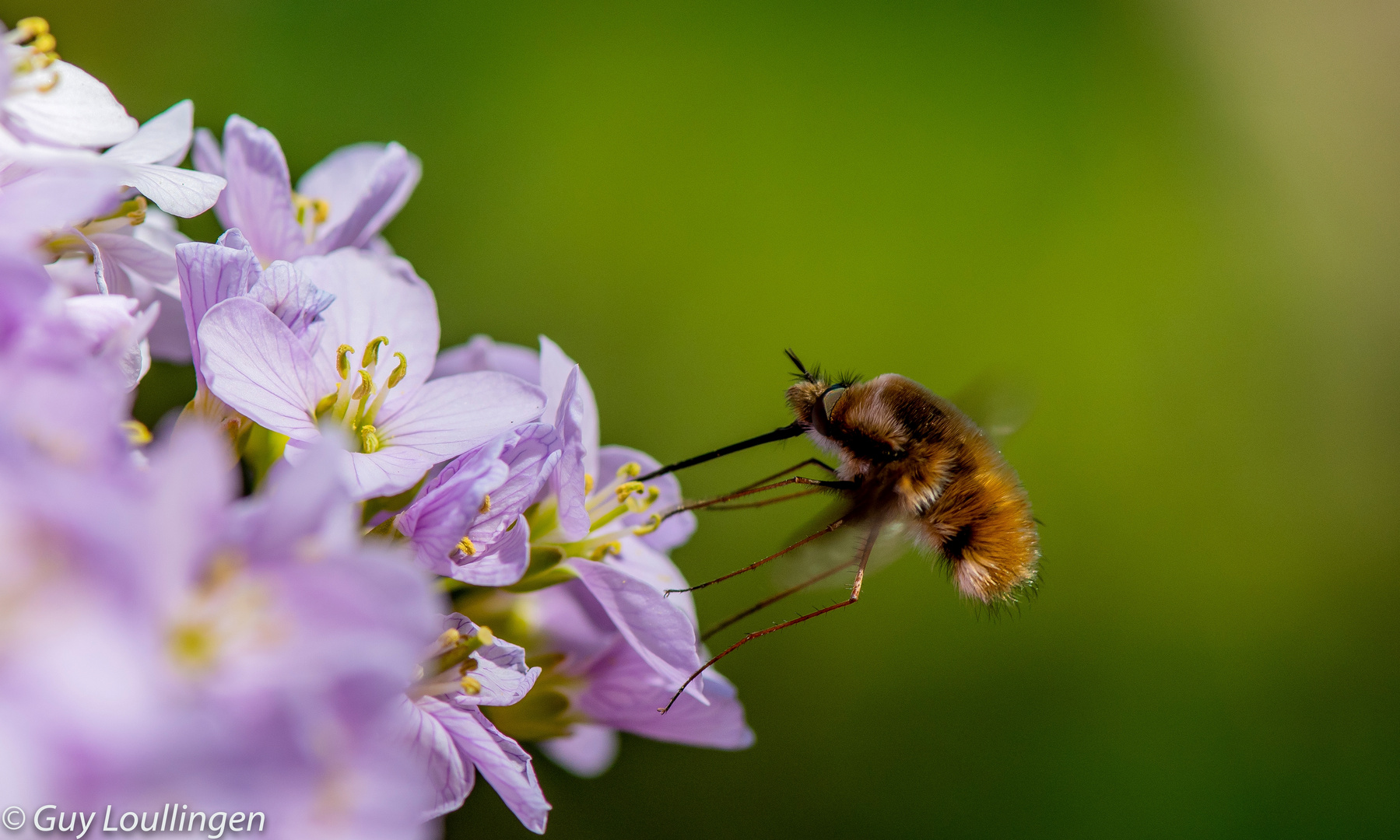 Großer Wollschweber (Bombylius major_ 2