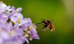 Großer Wollschweber (Bombylius major_ 2