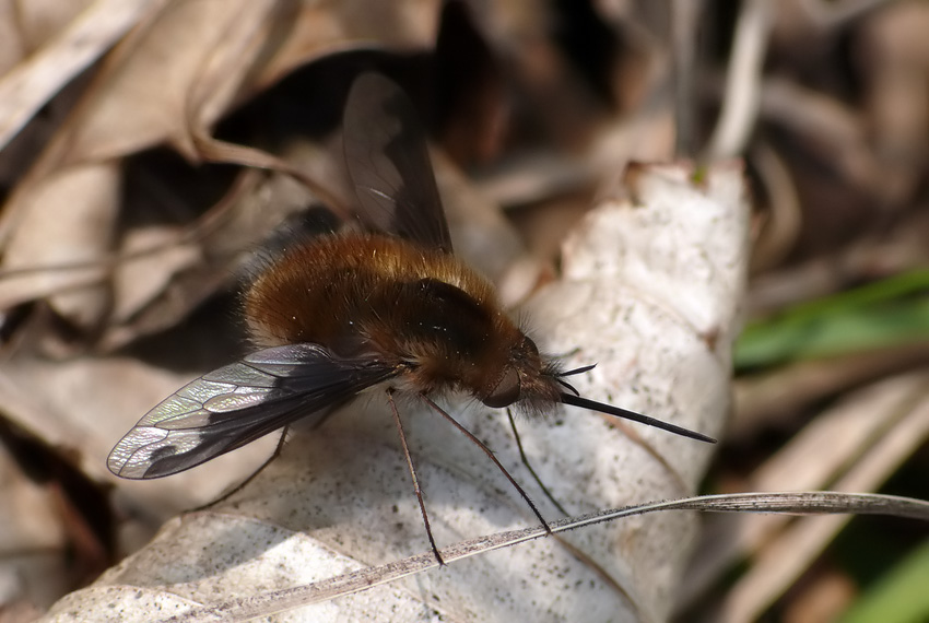 Großer Wollschweber (Bombylius major) 2