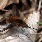 Großer Wollschweber (Bombylius major) 2