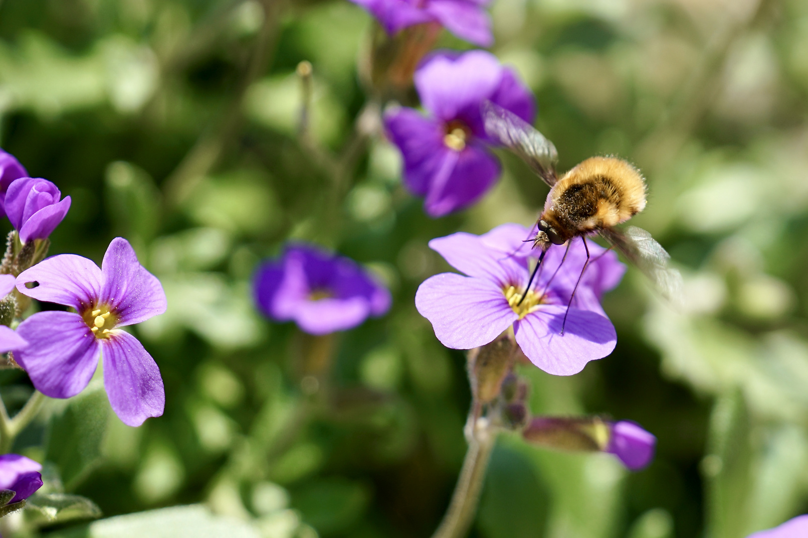 Großer Wollschweber (Bombylius major)