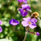 Großer Wollschweber (Bombylius major)