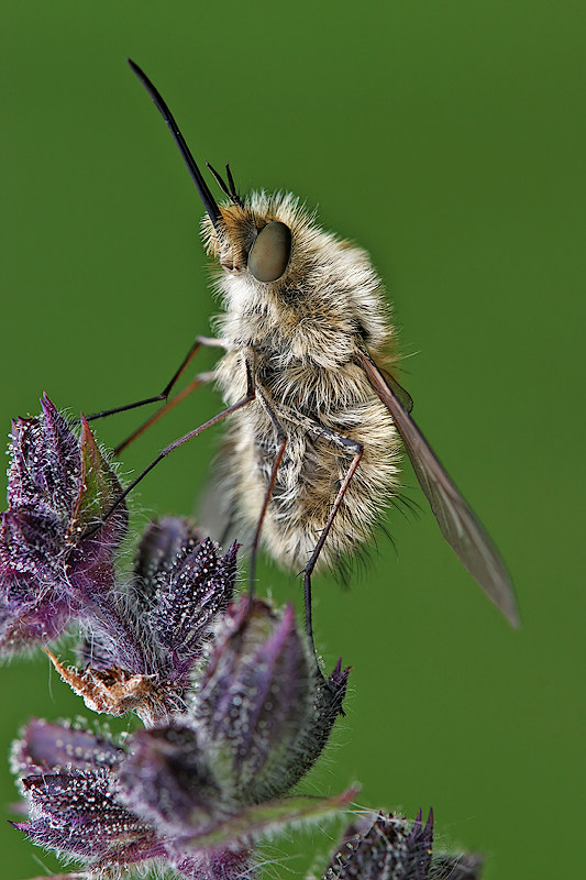 Großer Wollschweber (Bombylius major)