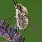 Großer Wollschweber (Bombylius major)