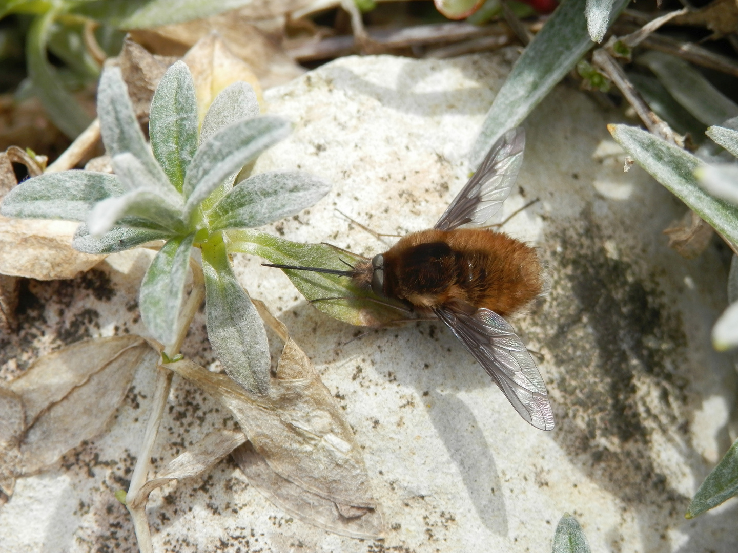 Großer Wollschweber (Bombylius major)