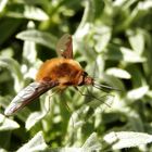 Großer Wollschweber (Bombylius major)