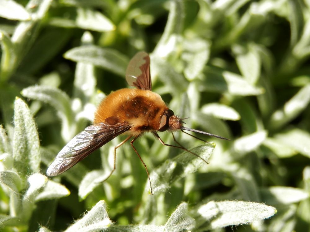 Großer Wollschweber (Bombylius major)