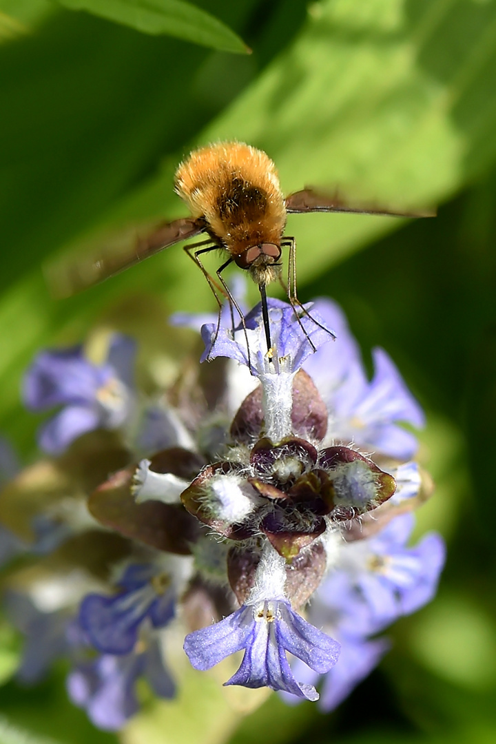 Großer Wollschweber (Bombylius major) 