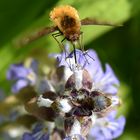 Großer Wollschweber (Bombylius major) 