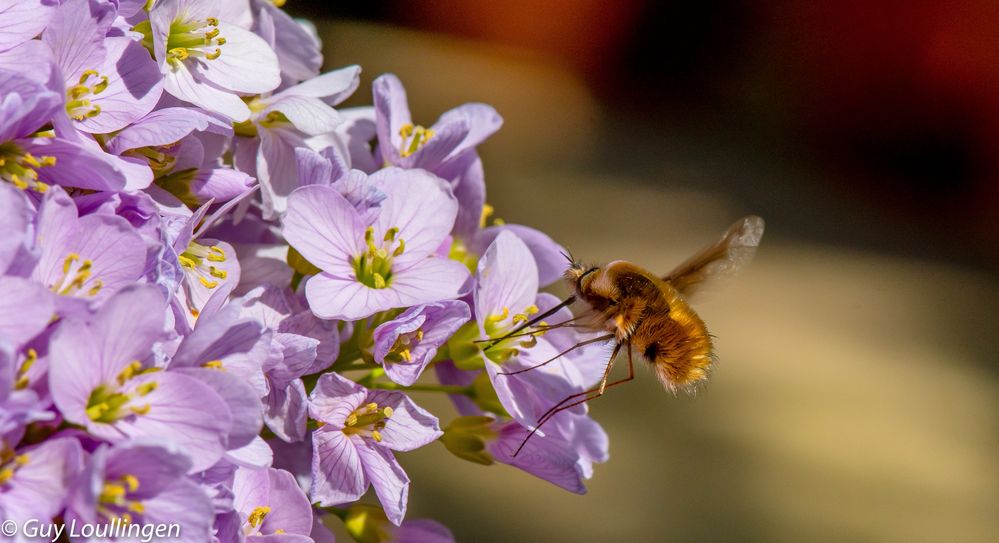 Großer Wollschweber (Bombylius major)