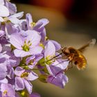 Großer Wollschweber (Bombylius major)