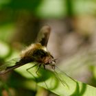 Großer Wollschweber (Bombylius major)