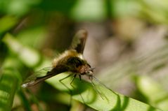 Großer Wollschweber (Bombylius major)