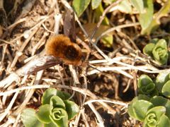 Großer Wollschweber (Bombylius major)