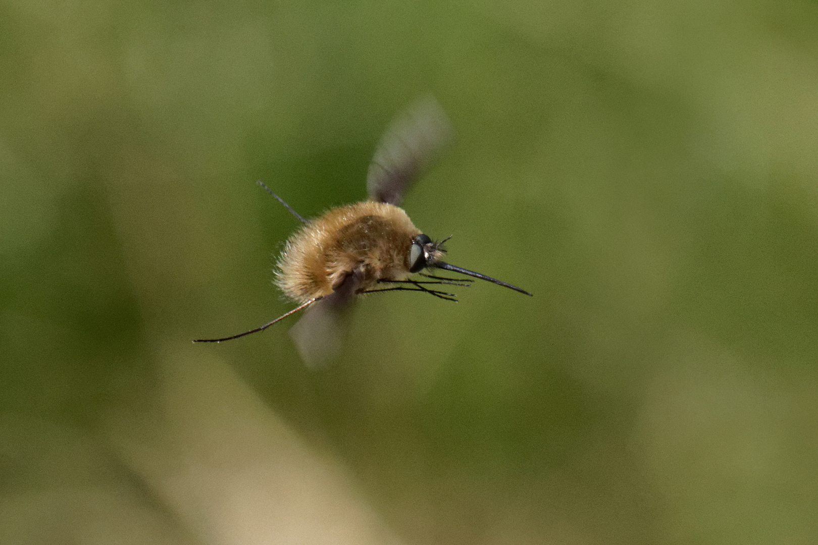 Großer Wollschweber (Bombylius major)