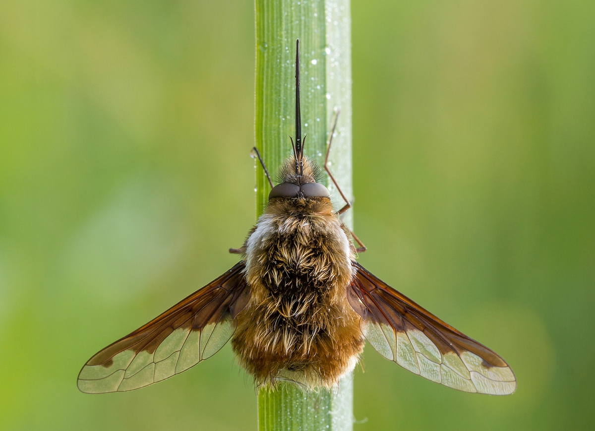 Großer Wollschweber (Bombylius major)