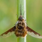 Großer Wollschweber (Bombylius major)