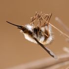 Großer Wollschweber (Bombylius major)