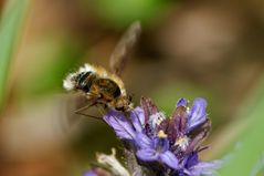 Großer Wollschweber (Bombylius major)