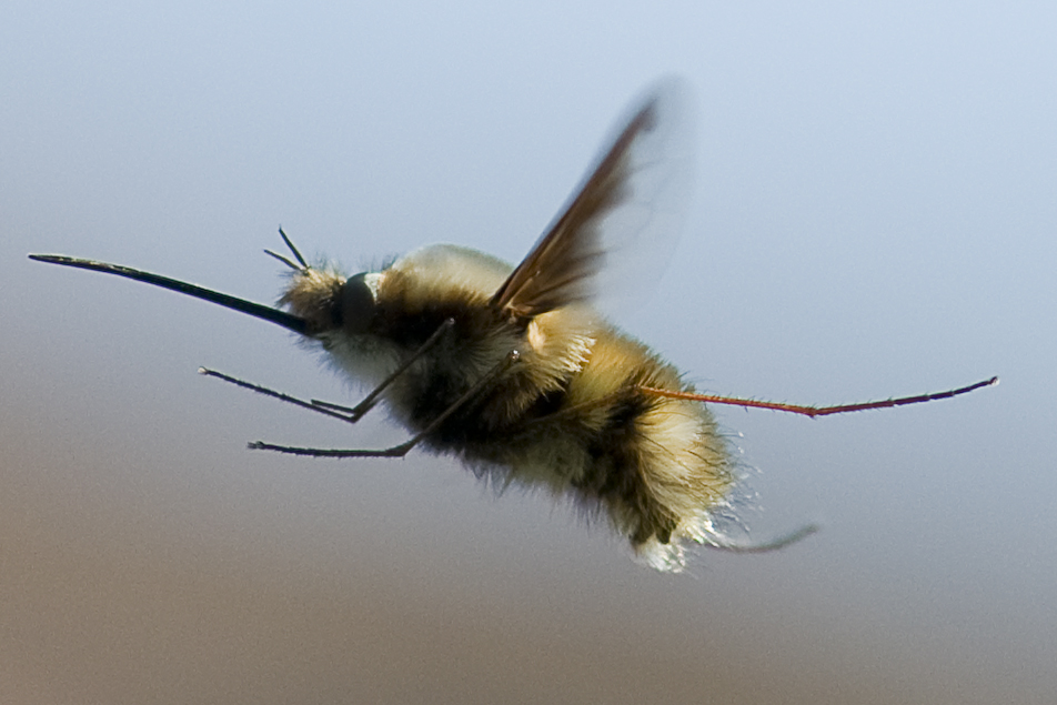 Großer Wollschweber (Bombylius major)