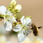 Großer Wollschweber (Bombylius major)