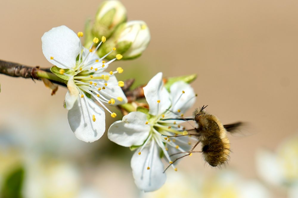 Großer Wollschweber (Bombylius major)