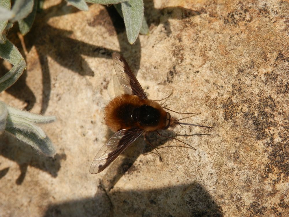 Großer Wollschweber (Bombylius major)