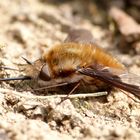 Großer Wollschweber (Bombylius major)