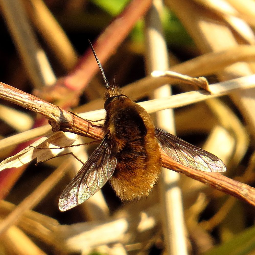 Großer Wollschweber (Bombylius major)