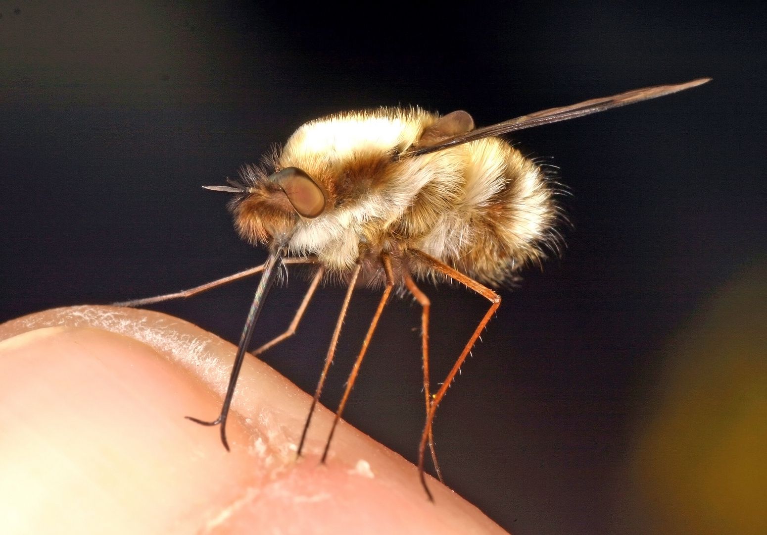 Großer Wollschweber (Bombylius major)