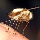 Großer Wollschweber (Bombylius major)