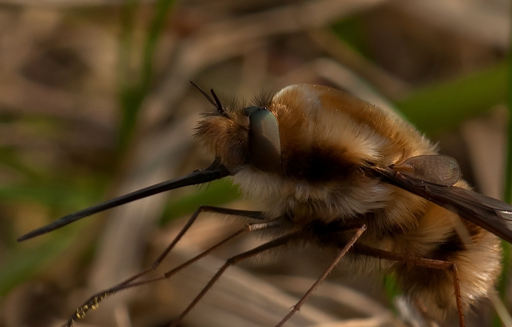 Großer Wollschweber (Bombylius major)